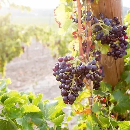 Domaine De Saint-obre