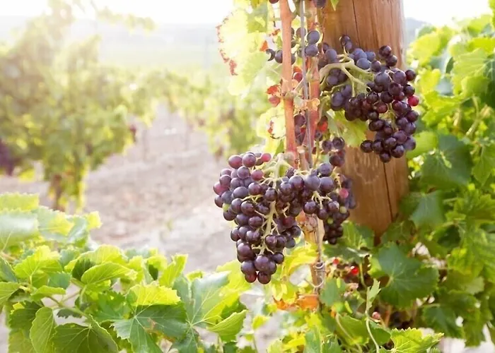 Domaine De Saint-obre
